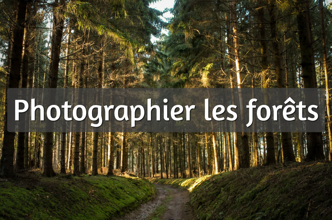 photos de comment ça vap petite forêt Comment ça vap petite forêt main image 1